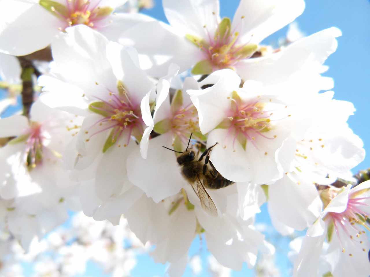 4F31E056-B39B-4D4D-90F56382F12A4515<br>almond-tree-4070557_1920.jpg