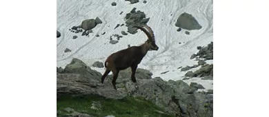 Guida escursionistica ambientale della Regione Piemonte